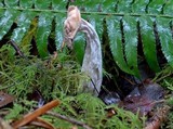 Hypomyces cervinigenus image