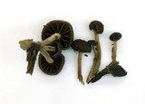 Simocybe centunculus var. centunculus image