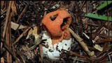 Clathrus columnatus image