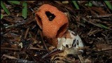Clathrus columnatus image