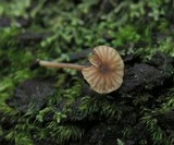 Lichenomphalia umbellifera image