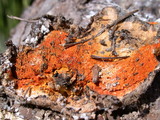 Hypomyces aurantius image