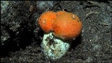 Rubinoboletus ballouii image