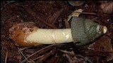 Phallus ravenelii image