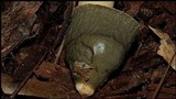 Phallus ravenelii image