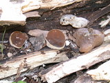 Peziza repanda image