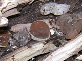 Peziza repanda image
