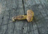 Aureoboletus innixus image