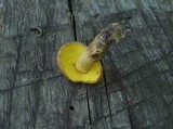 Aureoboletus innixus image
