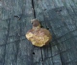 Aureoboletus innixus image