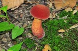 Boletochaete bicolor image