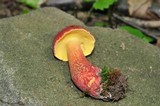 Boletochaete bicolor image