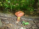 Boletochaete bicolor image