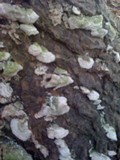 Cerrena unicolor image