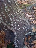 Cerrena unicolor image