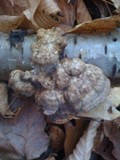 Daedaleopsis confragosa image