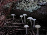 Marasmius calhouniae image