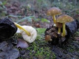 Pluteus romellii image