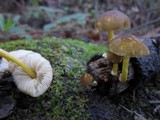 Pluteus romellii image