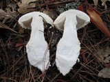 Amanita smithiana image