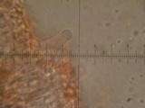 Marasmius calhouniae image