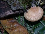 Crepidotus mollis image