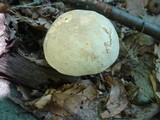 Retiboletus griseus image