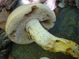 Retiboletus griseus image