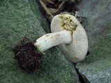 Retiboletus griseus image