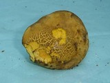 Buchwaldoboletus hemichrysus image