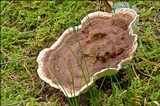 Phellodon tomentosus image