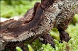 Phellodon tomentosus image