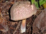 Boletus chrysenteron image