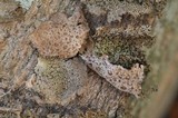 Lasallia papulosa image