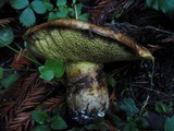 Suillus caerulescens image