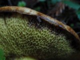 Suillus caerulescens image