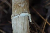 Cortinarius caperatus image