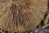 Cortinarius caperatus image