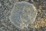 Porpidia albocaerulescens var. albocaerulescens image