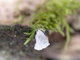 Arrhenia retiruga image