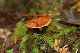 Royoporus badius image
