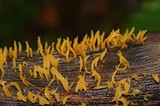 Calocera cornea image