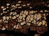 Xylobolus frustulatus image
