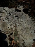 Porpidia albocaerulescens var. albocaerulescens image