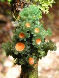 Leptogium phyllocarpum var. phyllocarpum image