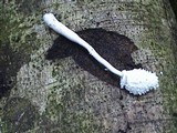 Leucocoprinus cretaceus image