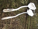 Leucocoprinus cretaceus image