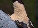 Merulius tremellosus image