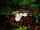Lentinus concavus image