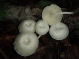 Lentinus concavus image